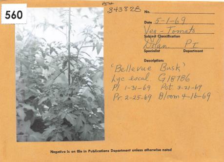 Click for 2 image(s) for this accession. Field